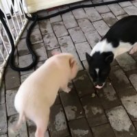 بارونی از پاپ کورن