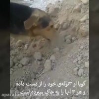 سگی که بعد از مرگ توله هایش بر اثر گرما در خوزستان آنها را جدا جدا دفن کرد.