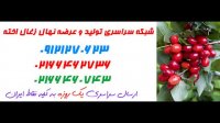 نهال زغال اخته  02166462736 – خرید نهال زغال اخته – فروش نهال زغال اخته