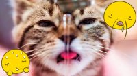 کلیپ باحال و خنده دار از گربه ها