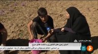 برداشت و پاکسازی زعفران شهرستان کیار ایران
