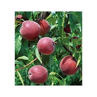 خرید هلو کشت بافتی 09350798050