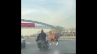 دویدن اسب وسط اتوبان شرق تهران !