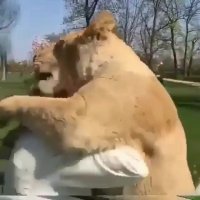 شیرهای مهربون