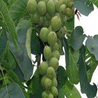 نهال گردو پدرو دیرگل  09197722218