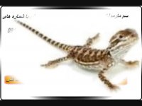 سم موثر و تاثیر گذار مارمولک کش /سم مارمولک کش قوی