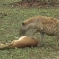 آهویی که با نقش بازی کردن زنده می‌ماند