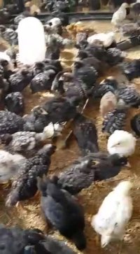 فروش مرغ تخمگذار1ماهه خالص بلک استاراز مرغ مادری وارداتی09123968671و09121986651