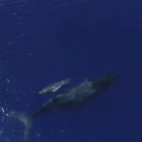 بازیگوشی بچه وال