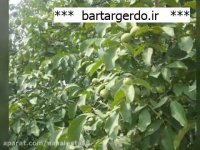 خرید نهال گردو در کرمان | 09141832393