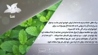 خواص غذایی و درمانی نعنا-دانش تغذیه