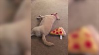 Dog Refuses to Share Toy Pizza