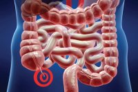 نقش آپاندیس در بدن چیست؟