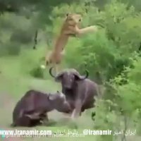 نبرد بین شیر با بوفالوها !!!