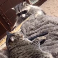 جواد خواجوی - فقط بو میکنه