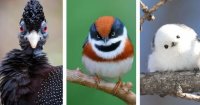 ویدیوهای جالب از زیباترین و عجیب ترین پرندگان دنیا