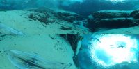 دنیای زیر آب با تصاویر 360