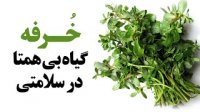 خرفه گیاه بی همتا در سلامتی