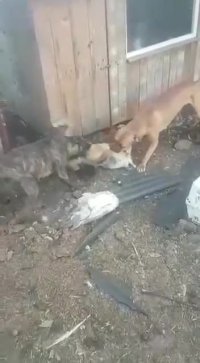 جدال سگهای نگهبان با روباه مرغ دزد