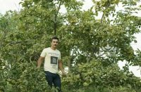 خرید و فروش ارقام تجاری میوه 09141811520