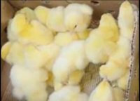 فروش جوجه اجداد در کرج