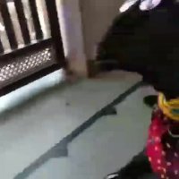 پز دادن گوسفند جلو کولر