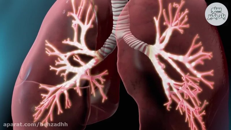 فقط یه حبه سیر به صورت ناشتا در بدن چه اتفاقی می افتد