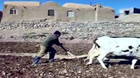 شخم زدن زمین زراعی توسط کشاوز طبسی (پیرحاجات)