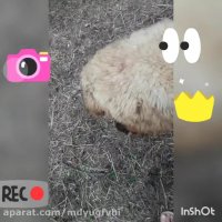 گوسفند زنده