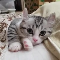 گربه کوچولوی خوابالو