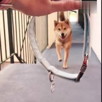 حرکات نمایشی سگ بامزه