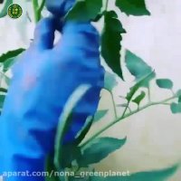 هرس و فرم دهی بوته در گوجه فرنگی