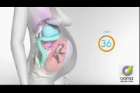 تغییرات بدن در بارداری