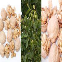 فروش نهال گردو اصلاح شده 09121270623