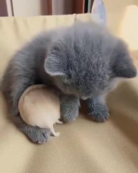 پدرجان نشستی رو کنترل بلند کن ماتحت رو