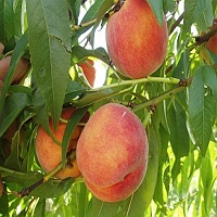 خرید نهال هلو اصلاح شده 09120460354