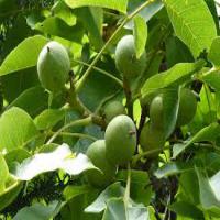 فروش درخت گردو پکان 02166462302