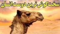 شتر و تاریخ جالب زندگی آن بر روی زمین