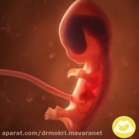 فیلمی ازلحظه لقاح تا به دنیا آمدن نوزاد