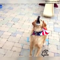 سگ بامزه هیچی رو نمی تونه بگیره