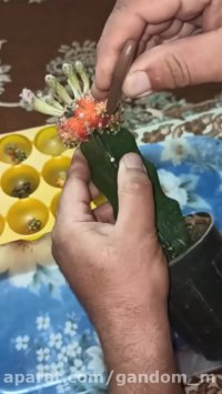 جداسازی تن جوشهای ژمینو