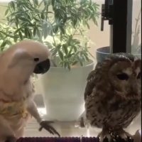 جواد خواجوی - هر چی هس قشنگه شما ول کو !!