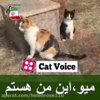 این كلیپ  ‎از زبان پیشی های تنها ‎و بی پناه