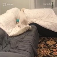 آیا سگ ها زامبی می شوند