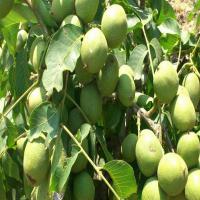 نهال گردو پدرو پاکوتاه  09121270623