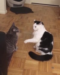 دعوای جالب گربه ها