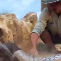 نجات پرنده مادر از چنگ مار