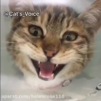 از گربه تا ببر همه در صفات رفتاری با هم مشتركند