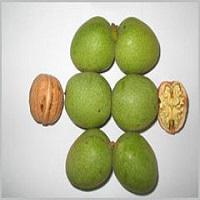 خرید نهال گردو خوشه ای  09121270623