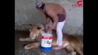 حموم کردن شیر-عجب جرعتی داره!